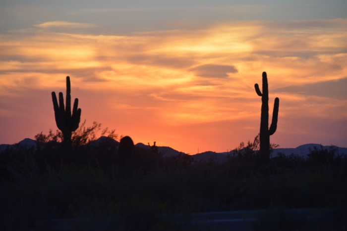 saguaro in sunset